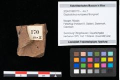 Foto (Objekt + Etikett) von Glyptostrobus europaeus Brongniart (NHMW-GEO-2024-0188-0170)